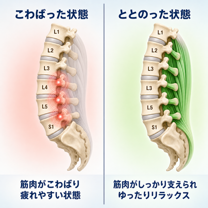 筋肉のこわばりとリラックスの比較